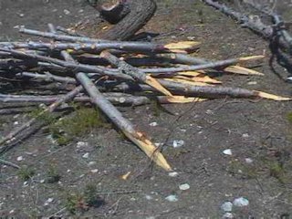 FORESTALES (13)